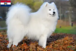 Read more about the article Samoyed breeders and puppies in Missouri