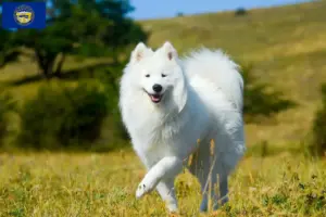 Read more about the article Samoyed breeders and puppies in Nebraska