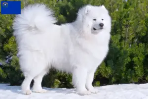Read more about the article Samoyed breeders and puppies in Nevada