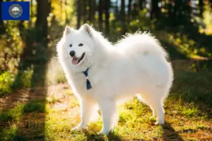 Read more about the article Samoyed breeders and puppies in New Hampshire