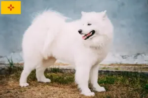 Read more about the article Samoyed breeders and puppies in New Mexico