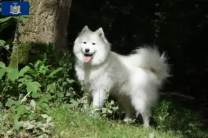 Read more about the article Samoyed breeders and puppies in New York
