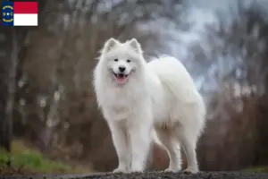 Read more about the article Samoyed breeders and puppies in North Carolina