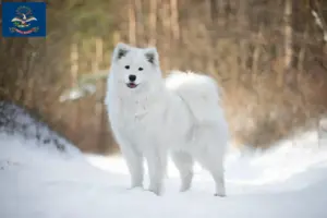 Read more about the article Samoyed breeders and puppies in North Dakota