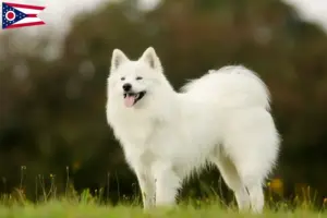 Read more about the article Samoyed breeders and puppies in Ohio