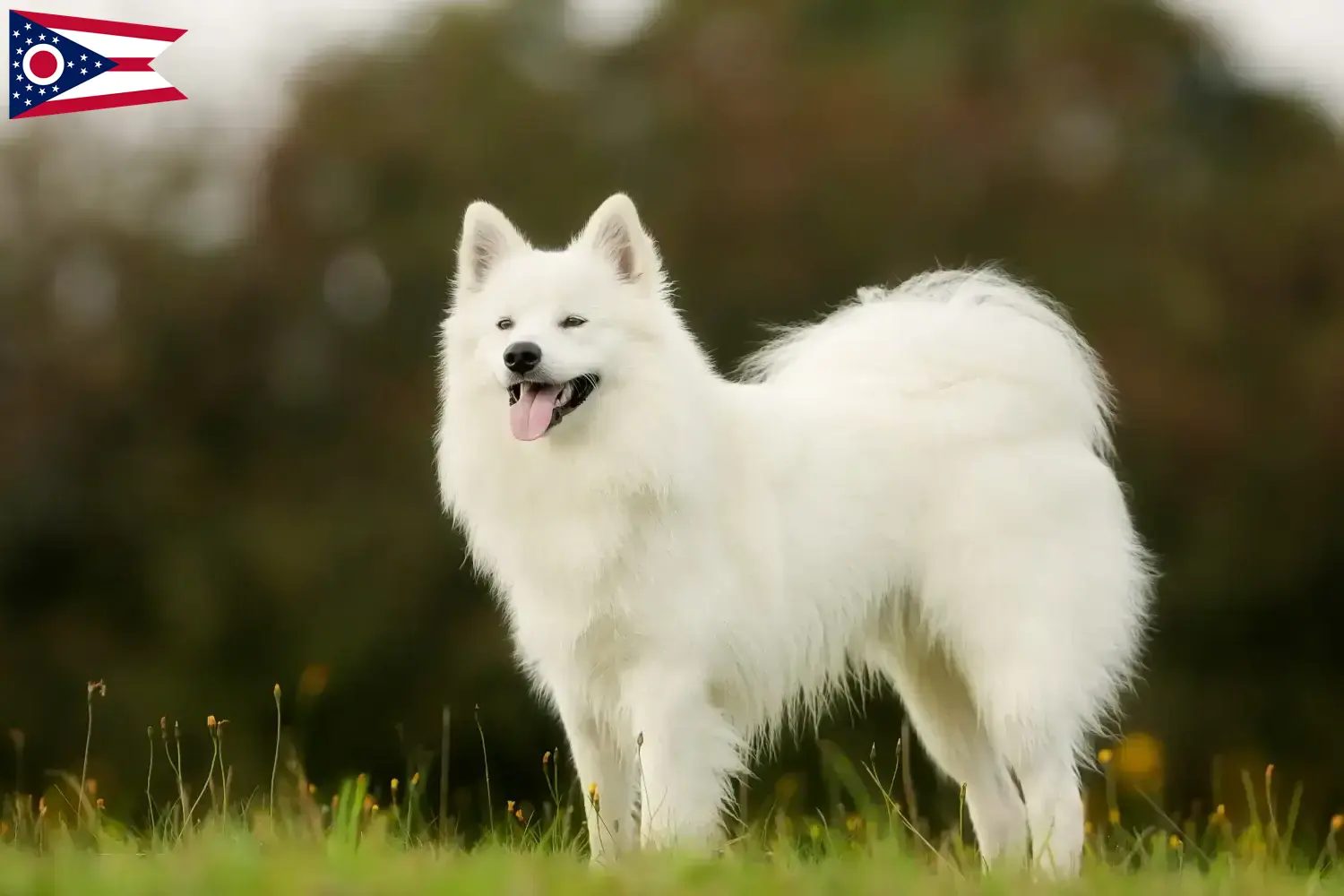 Samoyed puppies and breeders Ohio Find Samoyed breeders in Ohio here.