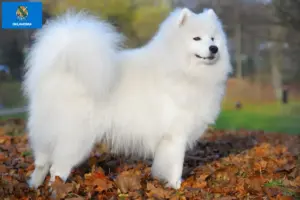 Read more about the article Samoyed breeders and puppies in Oklahoma