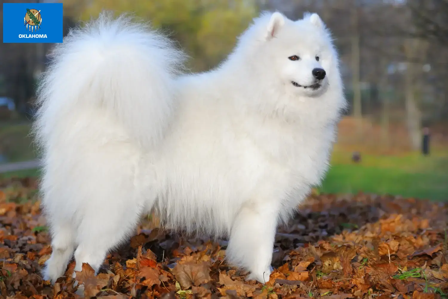 Samoyed puppies and breeders Oklahoma Find Samoyed breeders in Oklahoma here.
