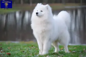 Read more about the article Samoyed breeders and puppies in Oregon