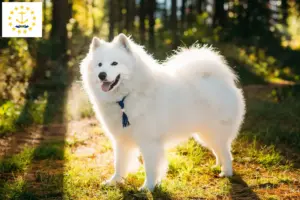 Read more about the article Samoyed breeders and puppies in Rhode Island