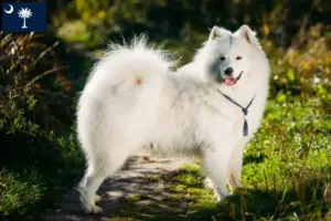 Read more about the article Samoyed breeders and puppies in South Carolina