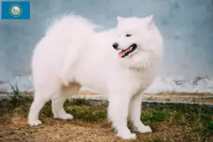Read more about the article Samoyed breeders and puppies in South Dakota