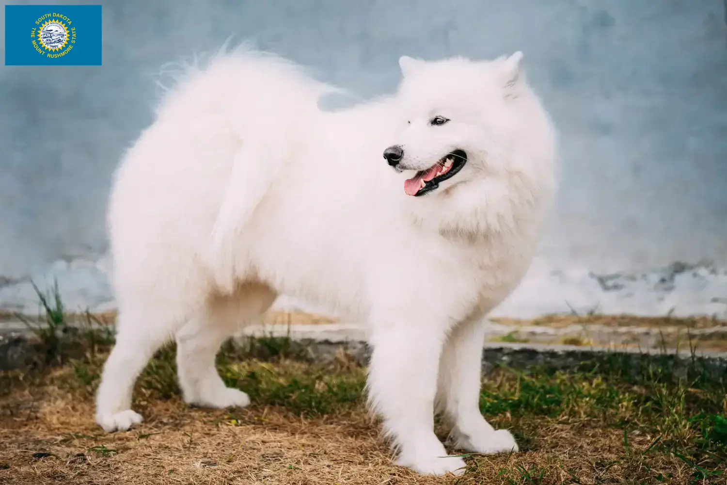 Samoyed puppies and breeders South Dakota Find Samoyed breeders in South Dakota here.