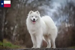 Read more about the article Samoyed breeders and puppies in Texas