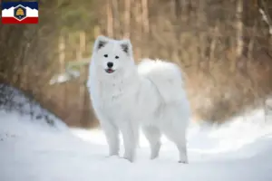Read more about the article Samoyed breeders and puppies in Utah
