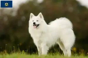 Read more about the article Samoyed breeders and puppies in Vermont