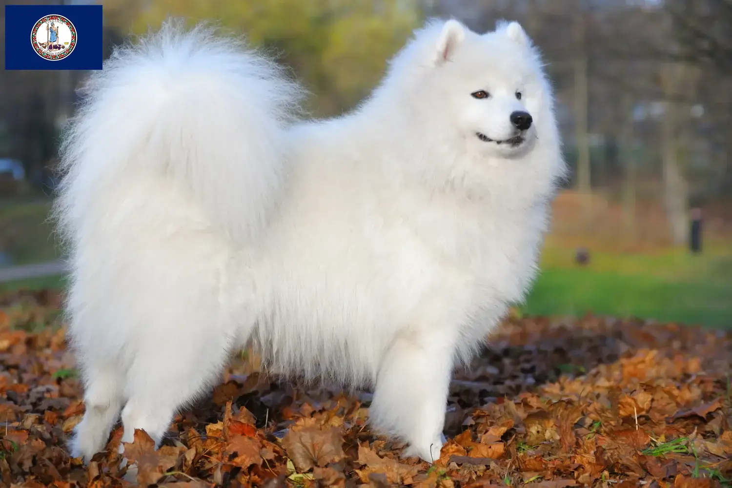 Samoyed puppies and breeder Virginia Find Samoyed breeders in Virginia here.