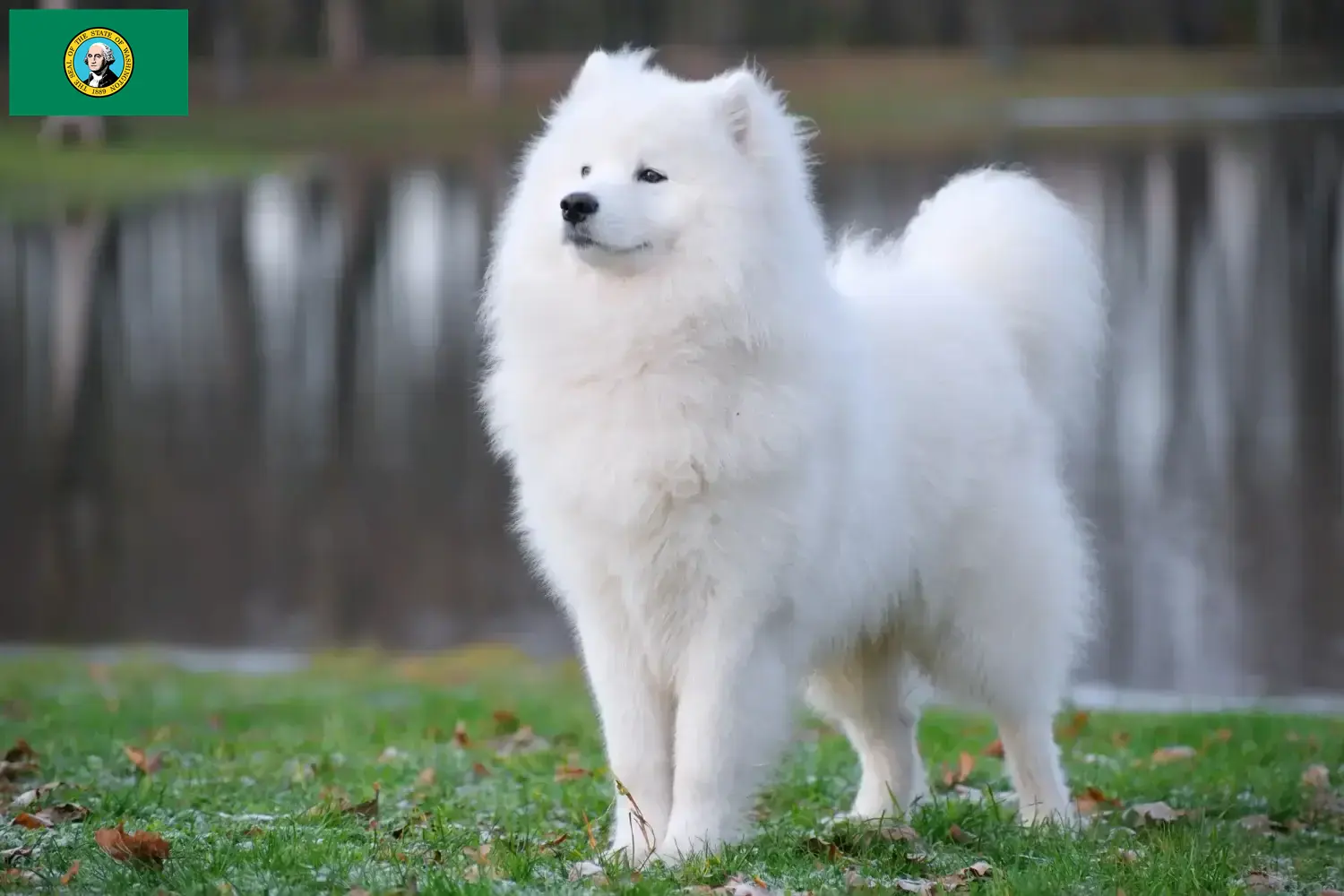 Samoyed puppies and breeders Washington Find Samoyed breeders in Washington here.