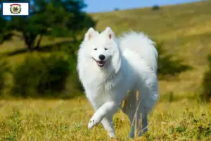 Read more about the article Samoyed breeders and puppies in West Virginia