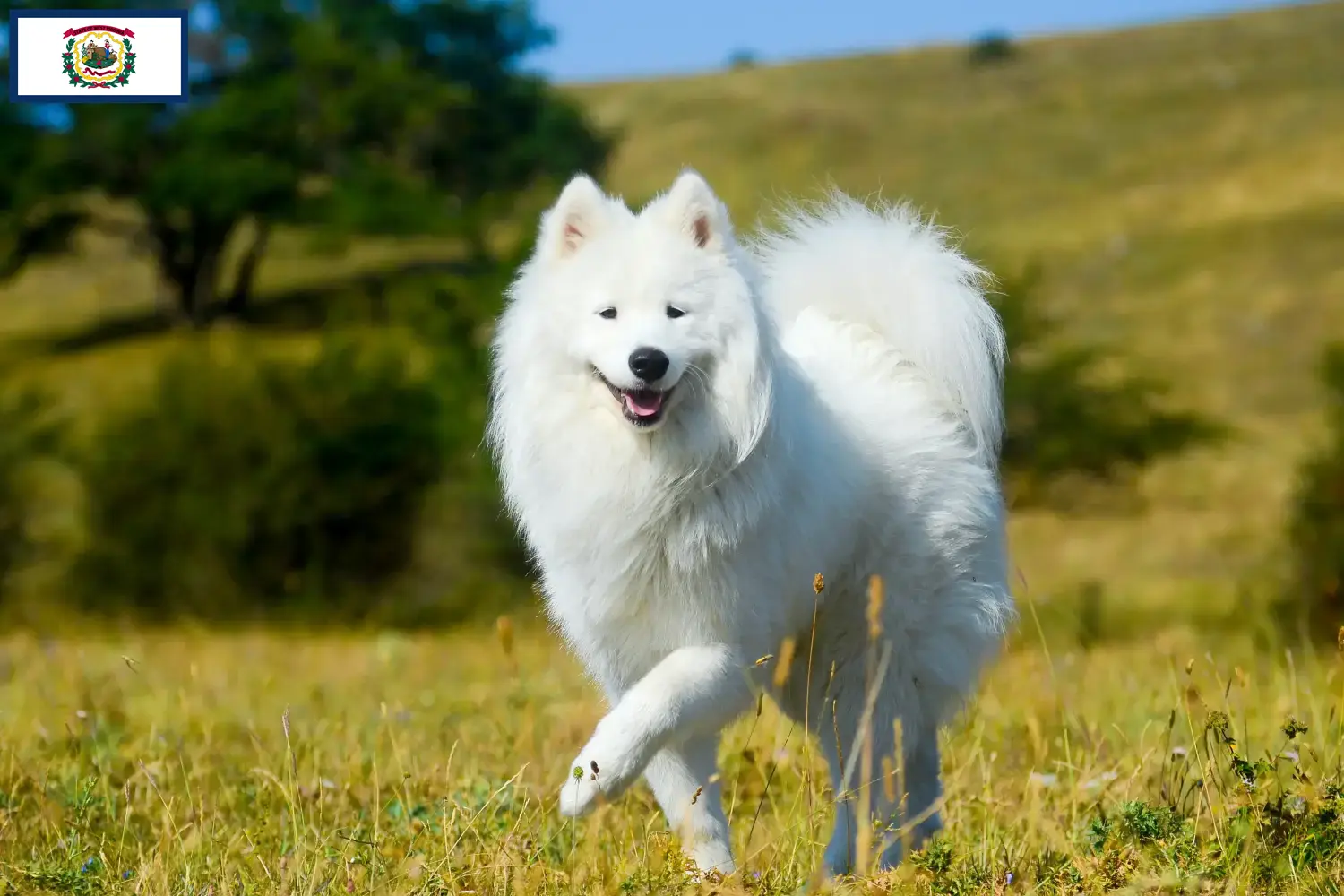Samoyed puppies and breeders West Virginia Find Samoyed breeders in West Virginia here.
