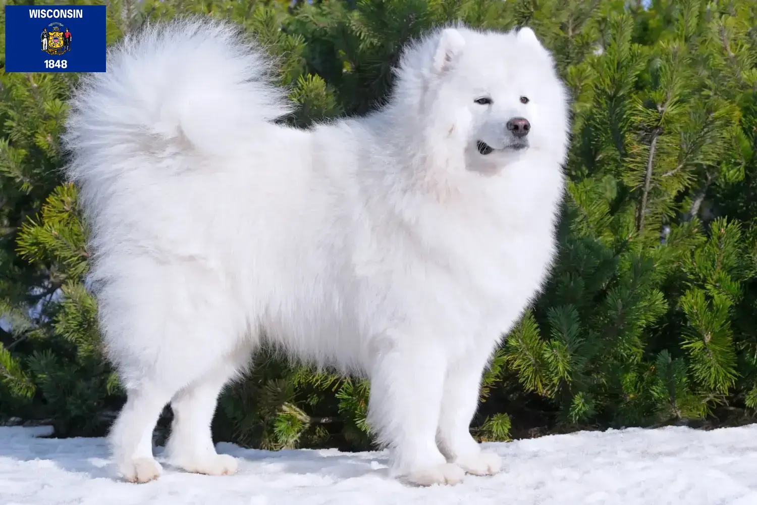 Samoyed puppies and breeders Wisconsin Find Samoyed breeders in Wisconsin here.