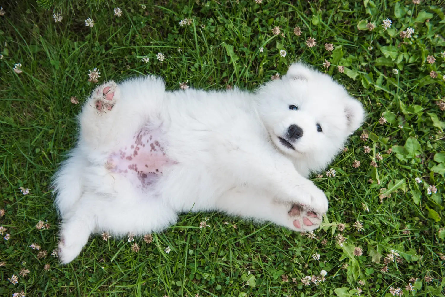 Buying a Samoyed puppy means taking responsibility! Buy Samoyed puppies.