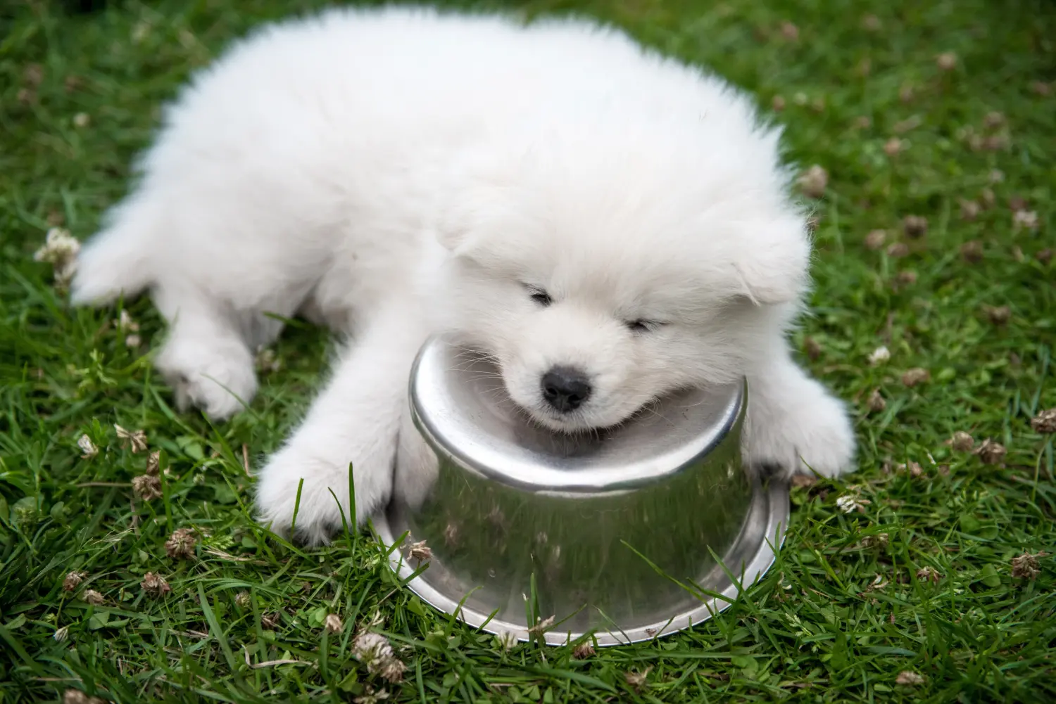 Buying a Samoyed puppy means taking responsibility! Buy Samoyed puppies.