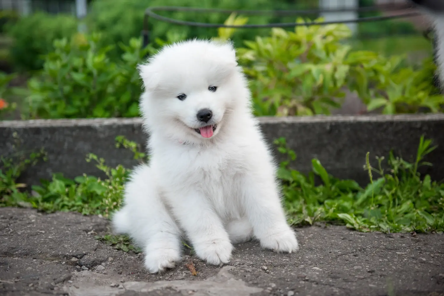 Buying a Samoyed puppy means taking responsibility! Buy Samoyed puppies.
