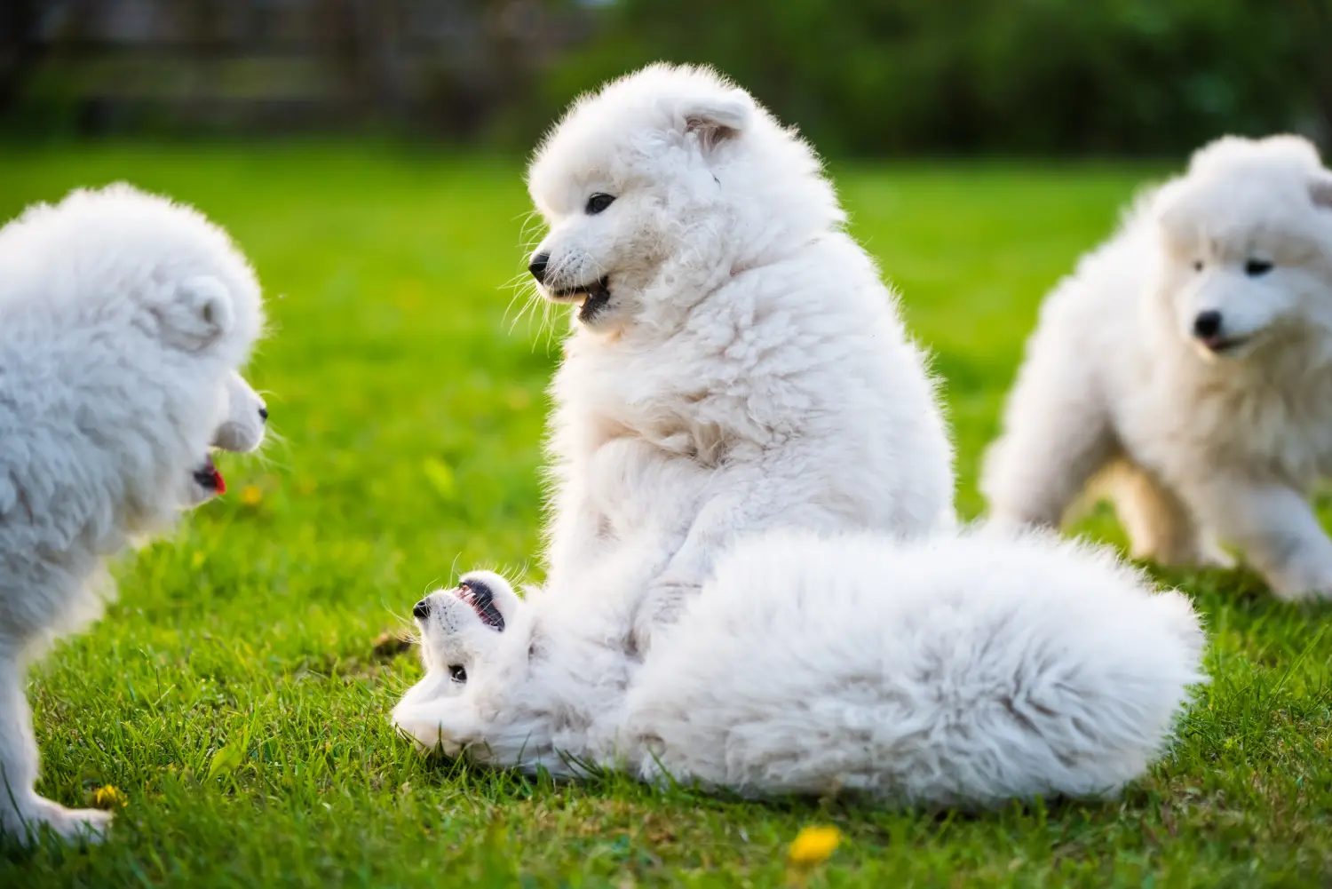 Buying a Samoyed puppy means taking responsibility! Buy Samoyed puppies.