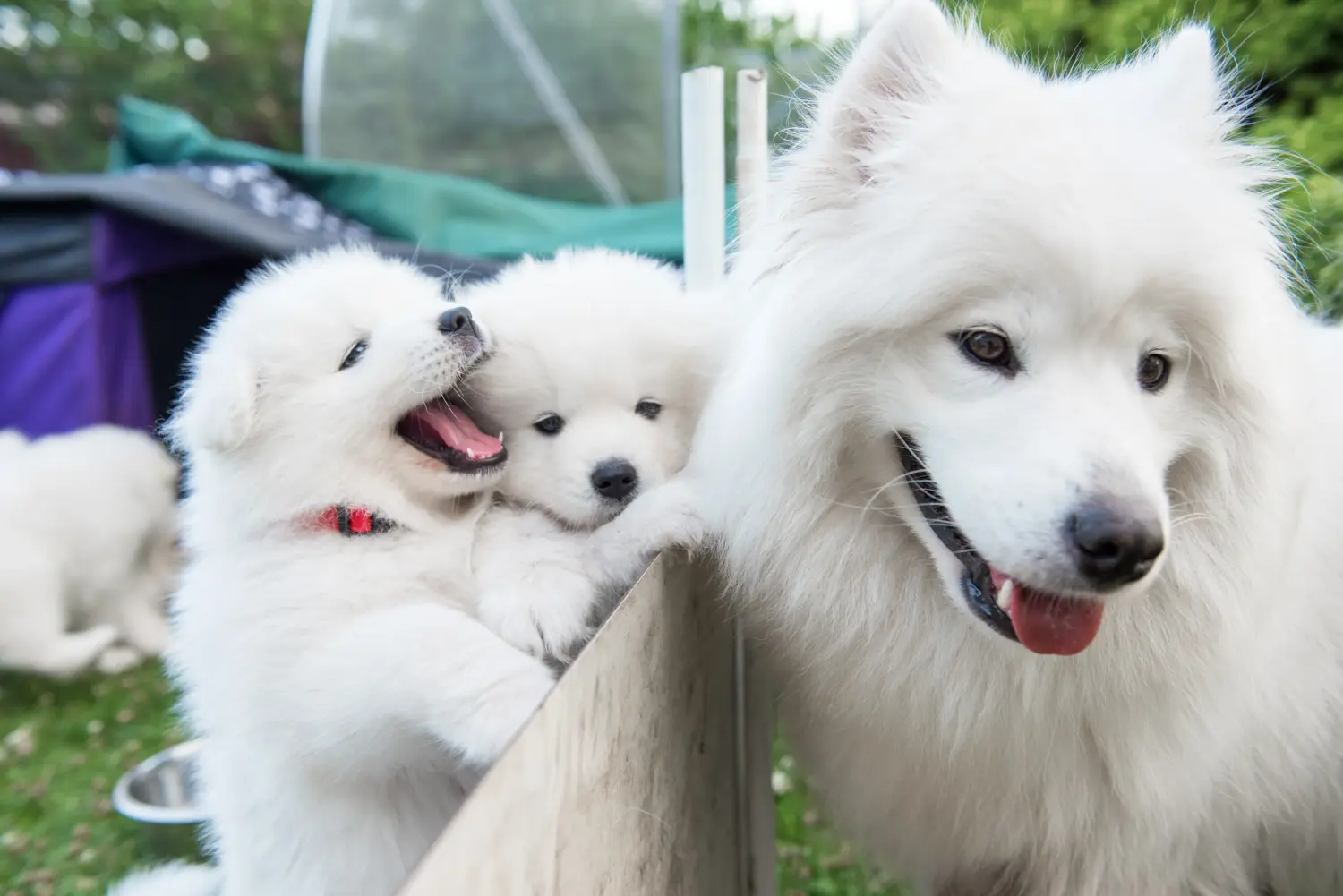 Buying a Samoyed puppy means taking responsibility! Buy Samoyed puppies.