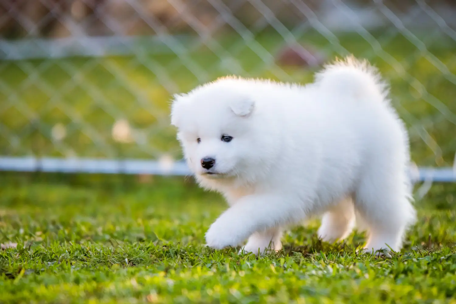Buying a Samoyed puppy means taking responsibility! Buy Samoyed puppies.
