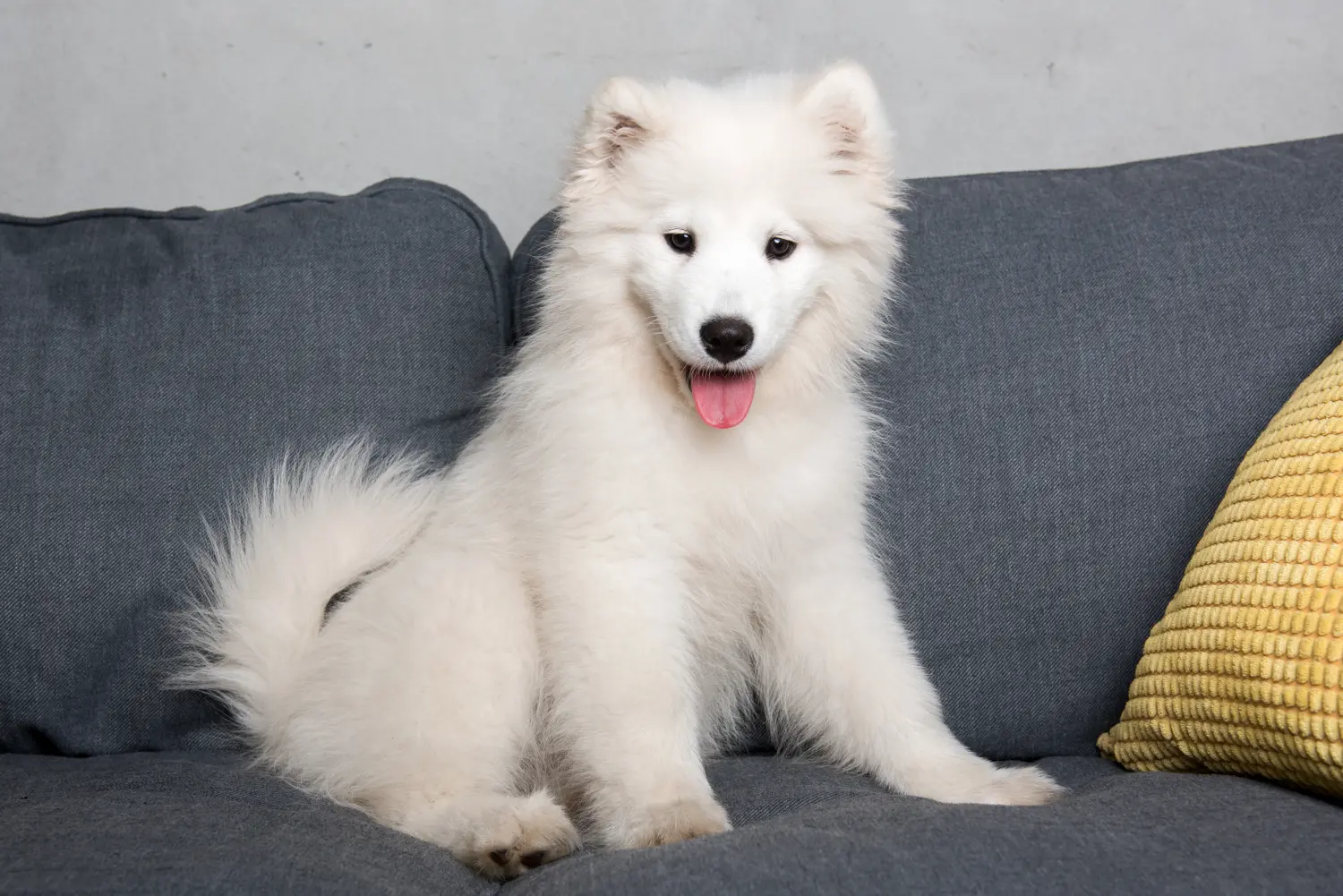 Buying a Samoyed puppy means taking responsibility! Buy Samoyed puppies.