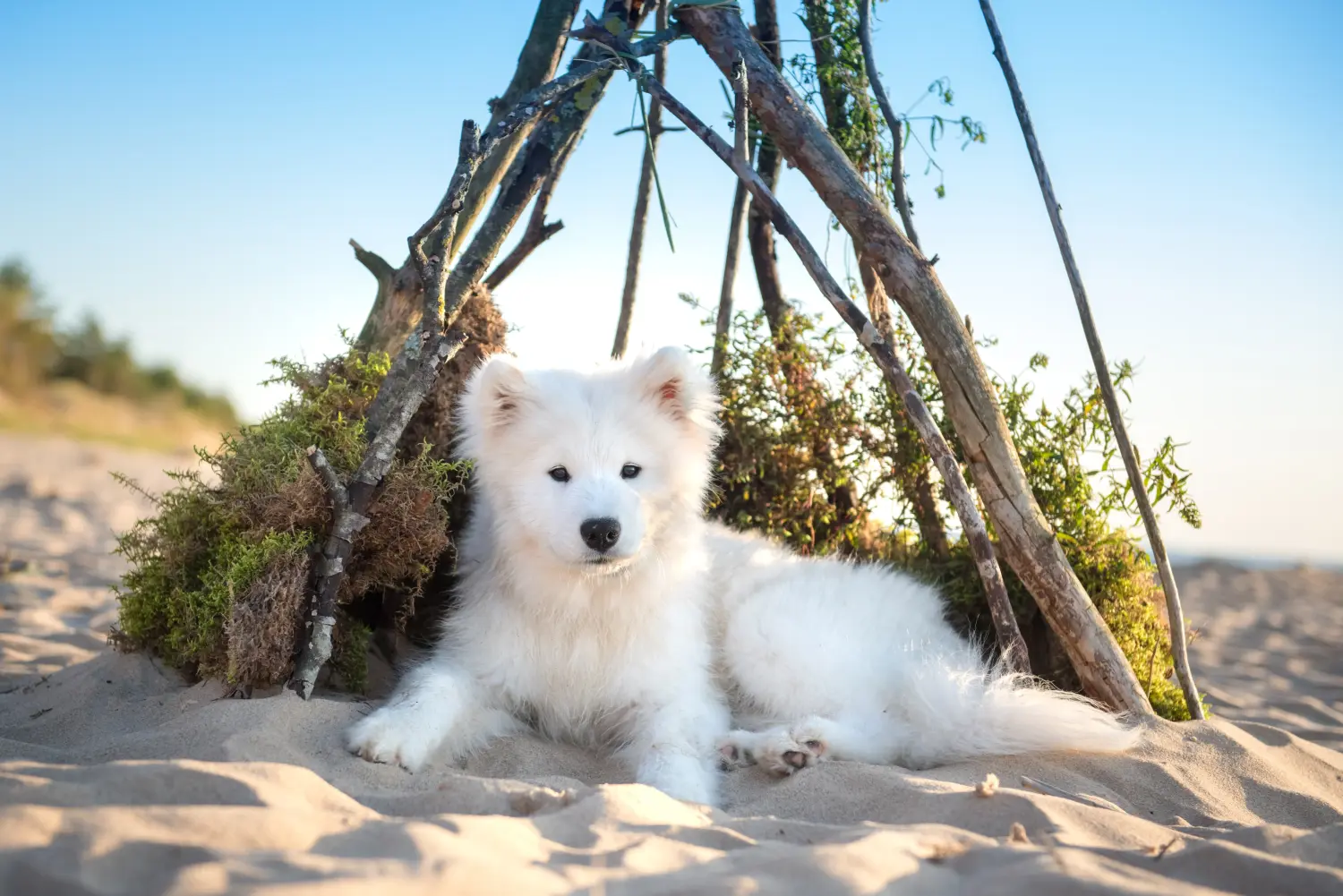 Buying a Samoyed puppy means taking responsibility! Buy Samoyed puppies.
