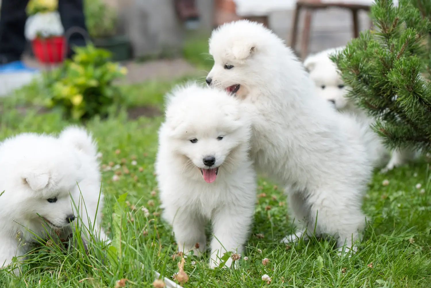 Buying a Samoyed puppy means taking responsibility! Buy Samoyed puppies.