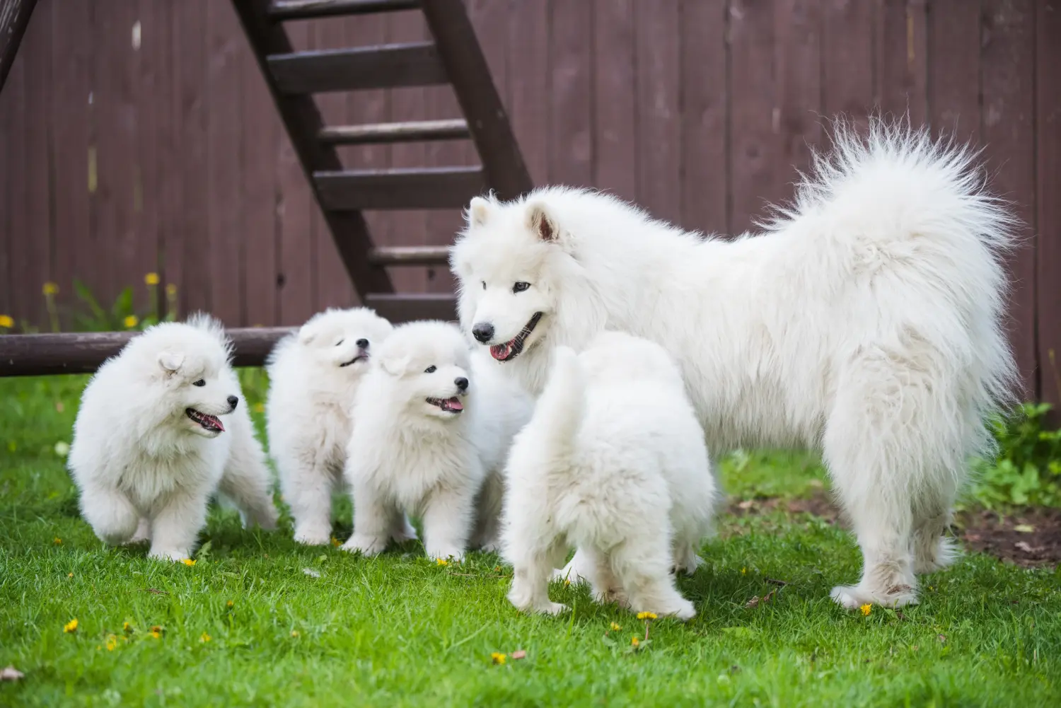 Buying a Samoyed puppy means taking responsibility! Buy Samoyed puppies.
