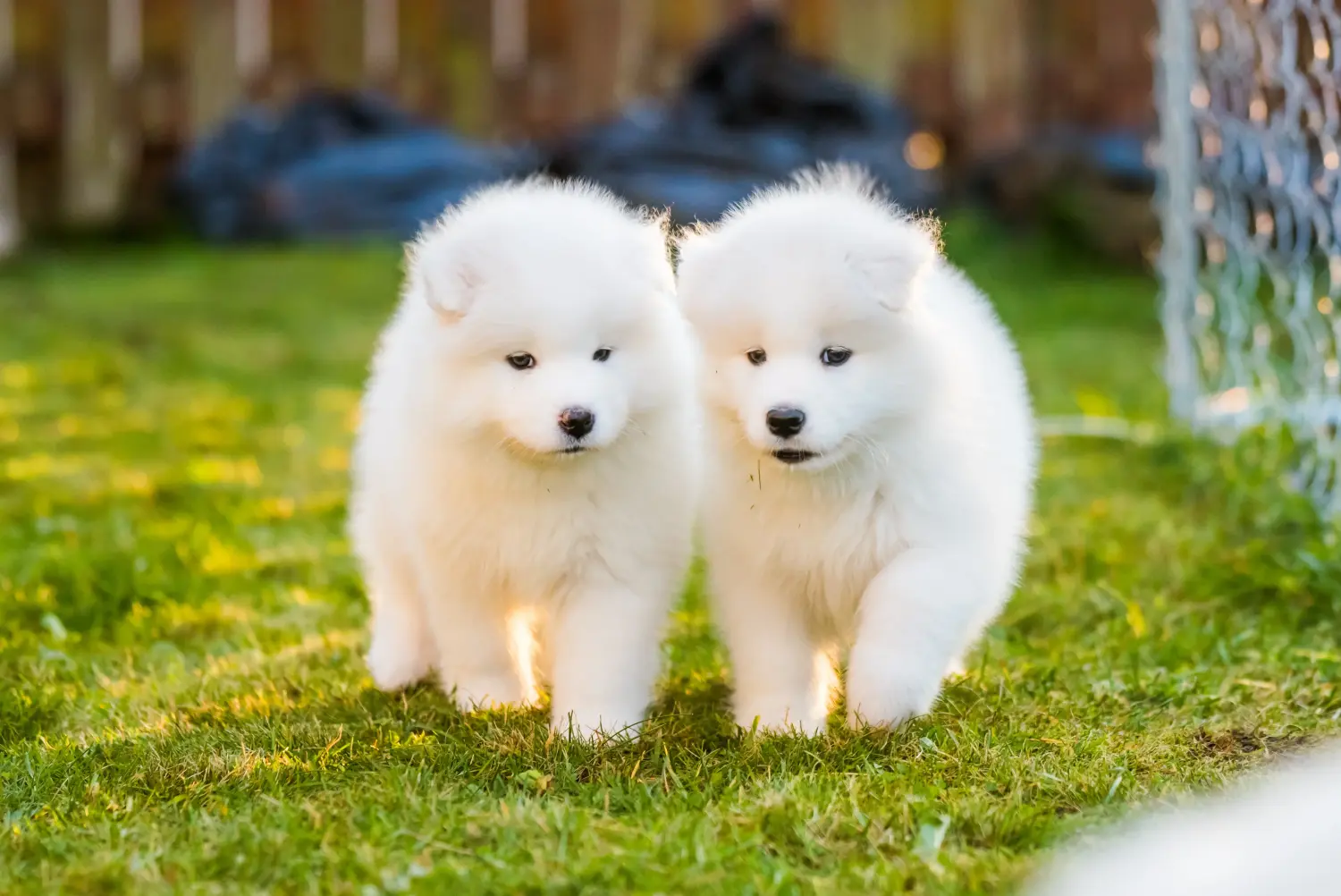 Buying a Samoyed puppy means taking responsibility! Buy Samoyed puppies.