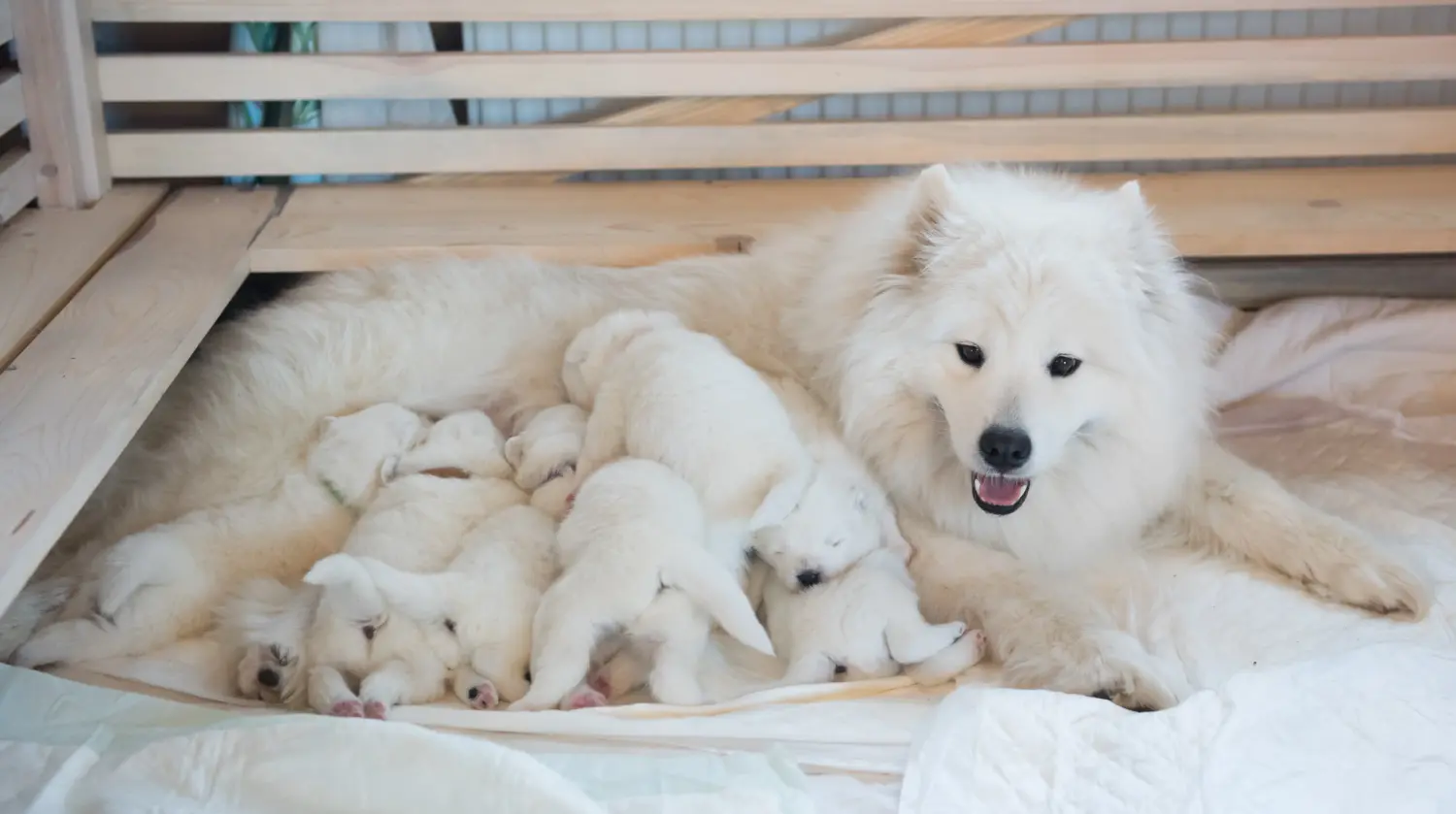 Buying a Samoyed puppy means taking responsibility! Buy Samoyed puppies.