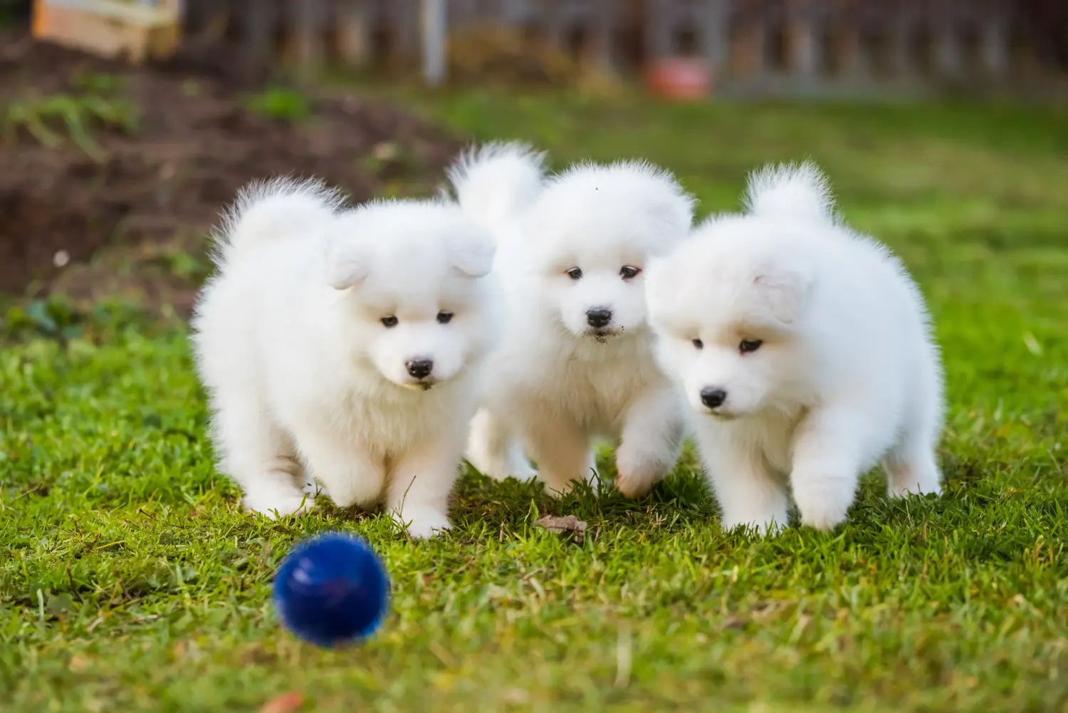 Buying a Samoyed puppy means taking responsibility! Buy Samoyed puppies.