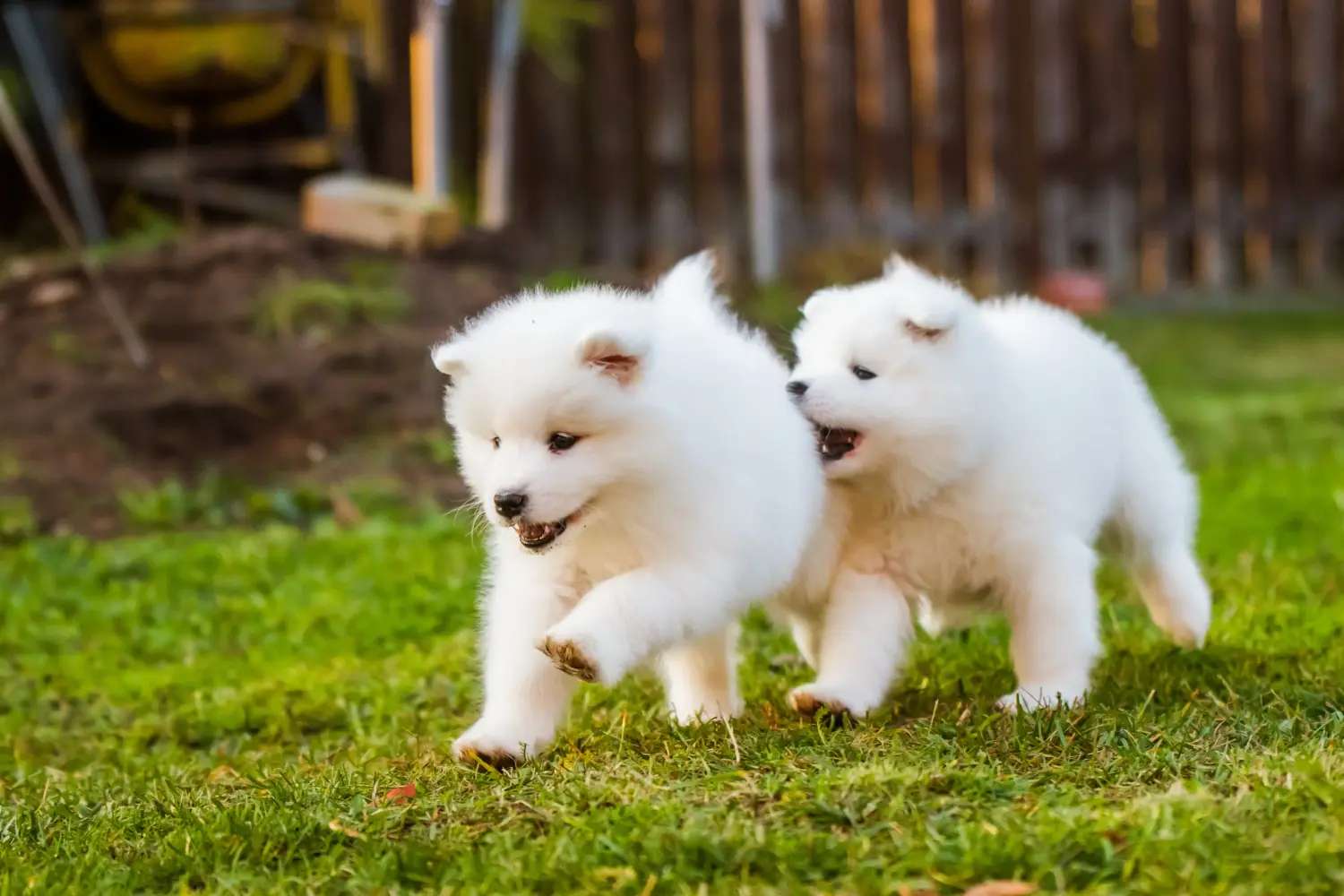 Buying a Samoyed puppy means taking responsibility! Buy Samoyed puppies.