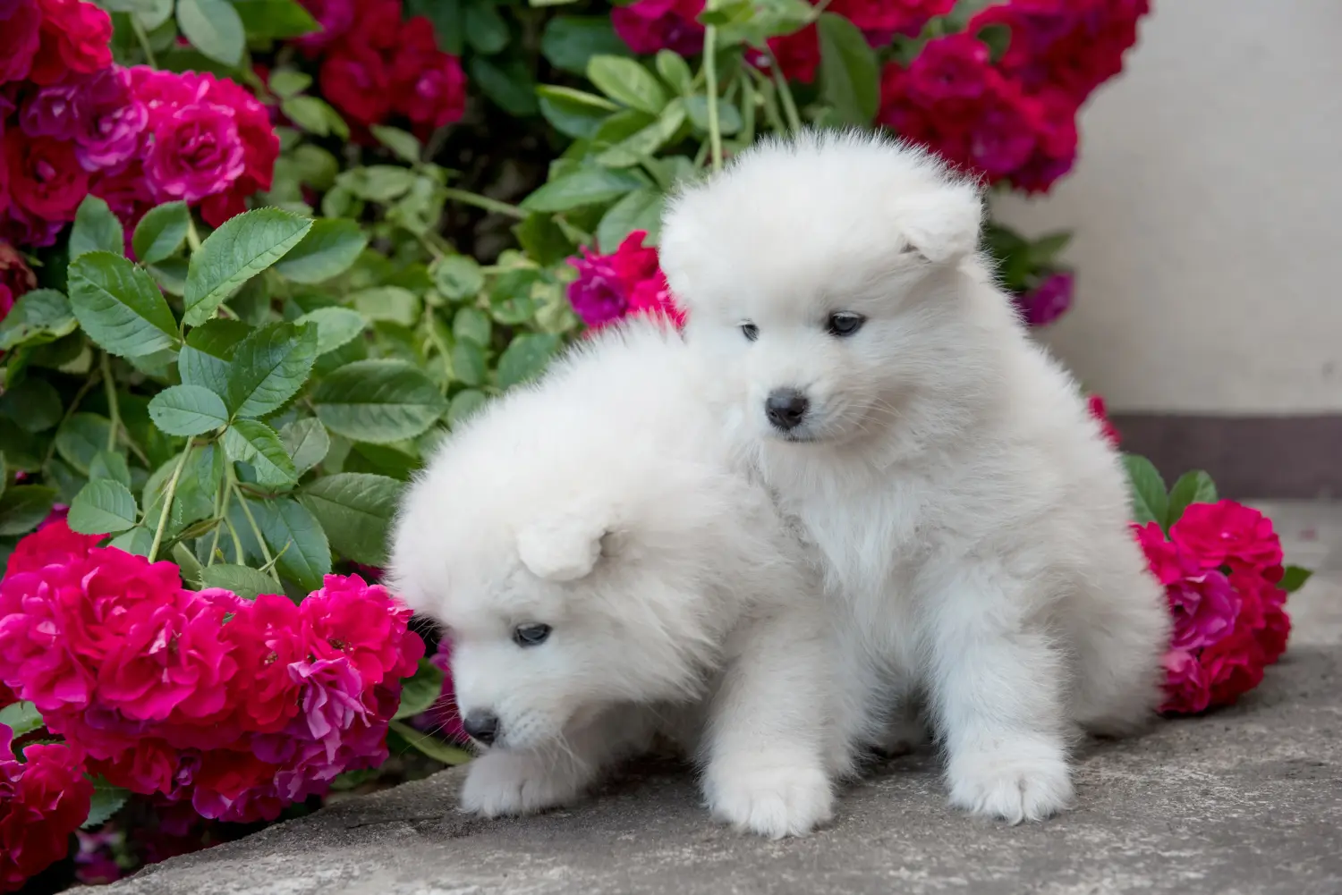Buying a Samoyed puppy means taking responsibility! Buy Samoyed puppies.