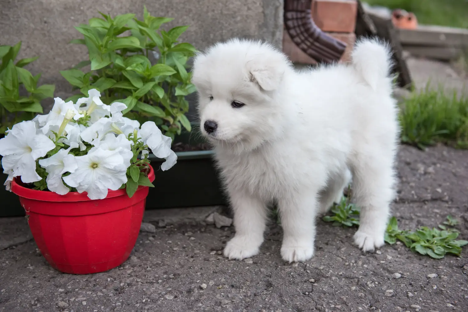 Buying a Samoyed puppy means taking responsibility! Buy Samoyed puppies.