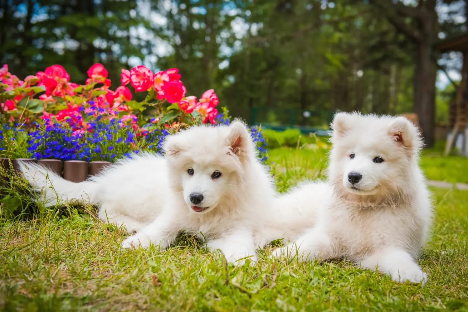 Buying a Samoyed puppy means taking responsibility! Buy Samoyed puppies.