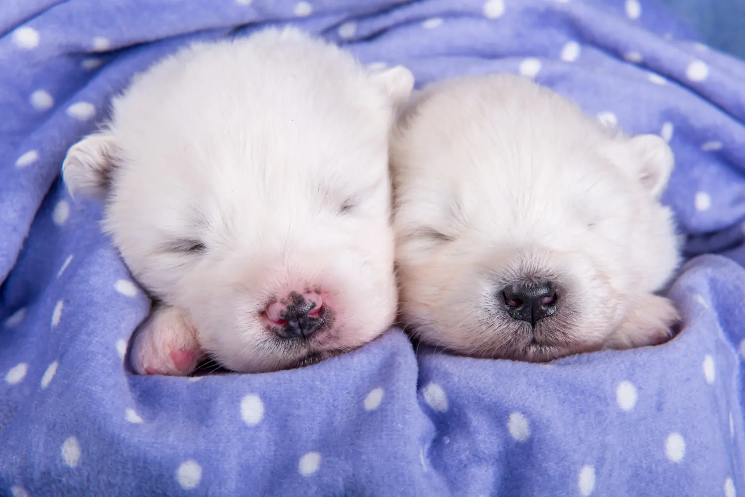 Buying a Samoyed puppy means taking responsibility! Buy Samoyed puppies.