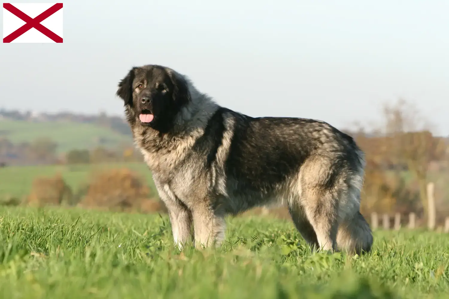 Šarplaninac puppies and breeder Alabama Here you can find Šarplaninac breeders in Alabama.