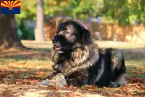 Read more about the article Šarplaninac breeders and puppies in Arizona