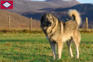 Read more about the article Šarplaninac breeders and puppies in Arkansas