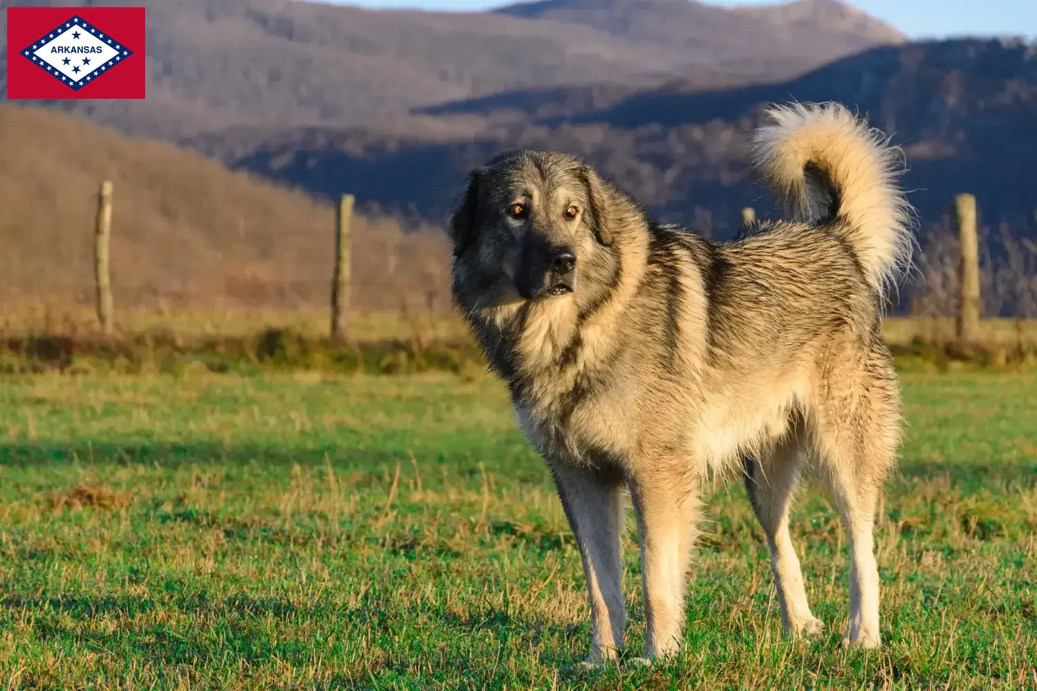 Šarplaninac puppies and breeders Arkansas Here you can find Šarplaninacs breeders in Arkansas.
