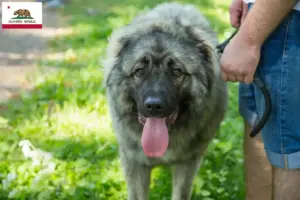 Read more about the article Šarplaninac breeders and puppies in California
