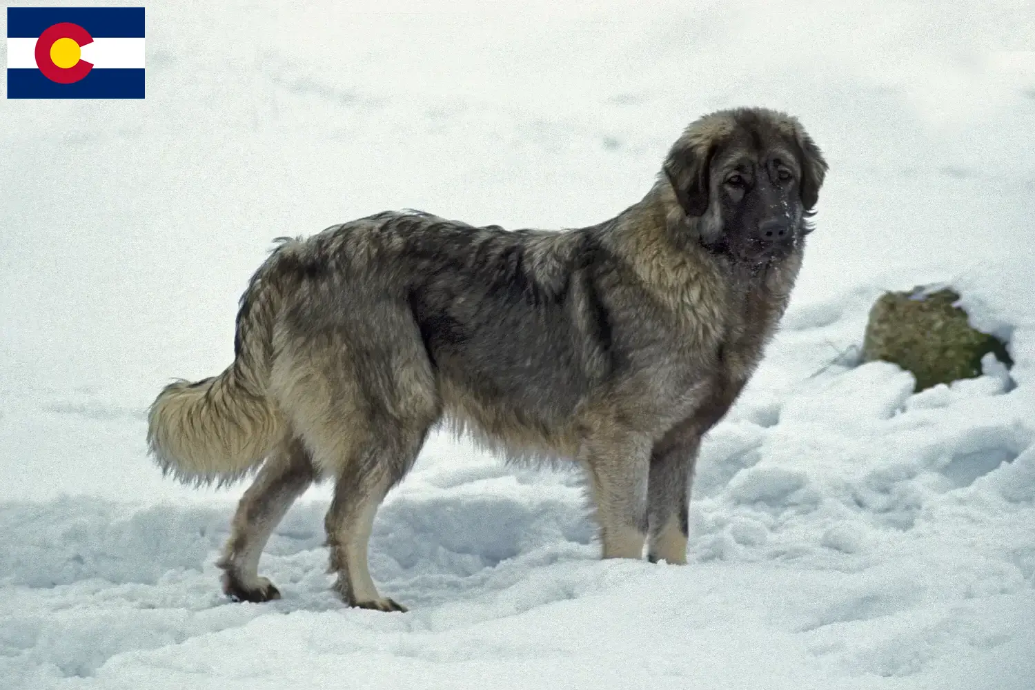 Šarplaninac puppies and breeders Colorado Find Šarplaninac breeders in Colorado here.