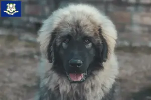 Read more about the article Šarplaninac breeders and puppies in Connecticut